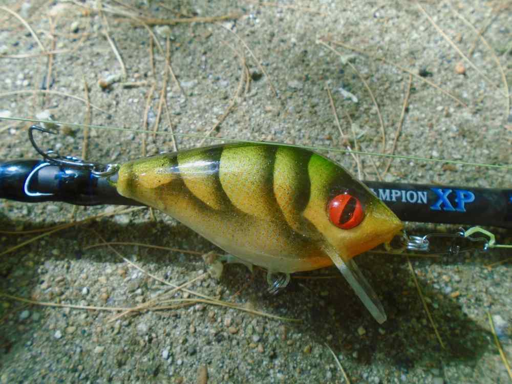 Craw copy.jpg
