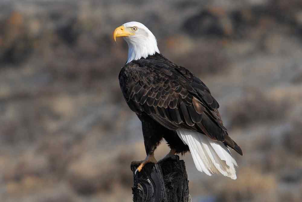 2046422901_Mloveagoodbaldeaglephoto.Thisyearmarksthe50thanniversaryoftheEndangeredSpeciesAct.thumb.jpg.cba2b60fca7032b2c768a93f4bad86d4.jpg