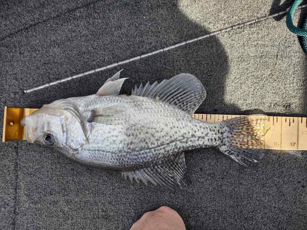 Big crappie.jpg