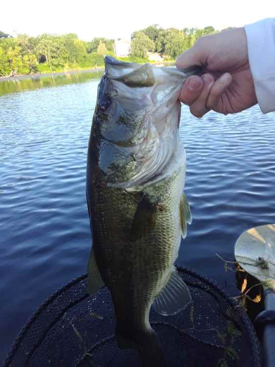 LMB5.jpg