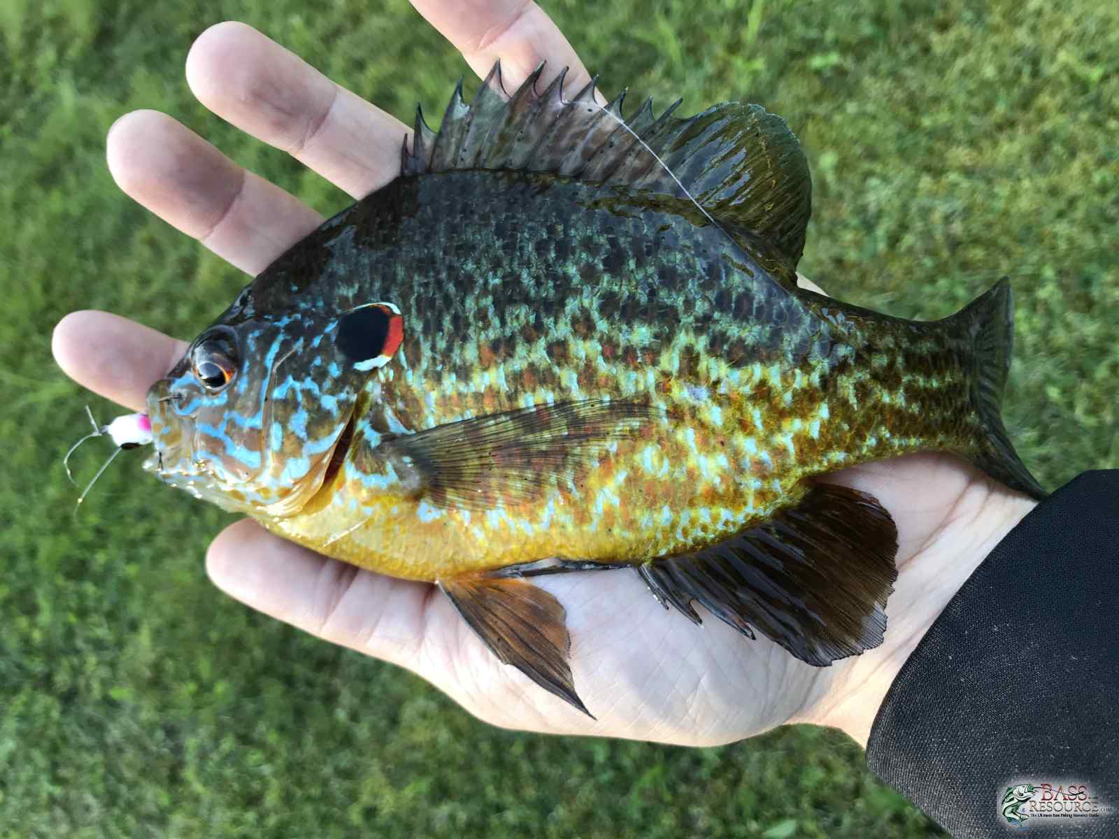 Beautiful Pumpkinseed on the fly