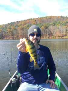 Yellow perch munched a spinnerbait