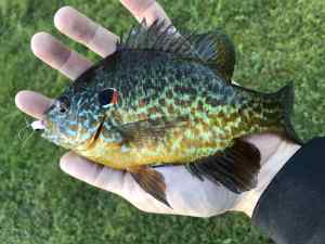 Beautiful Pumpkinseed on the fly