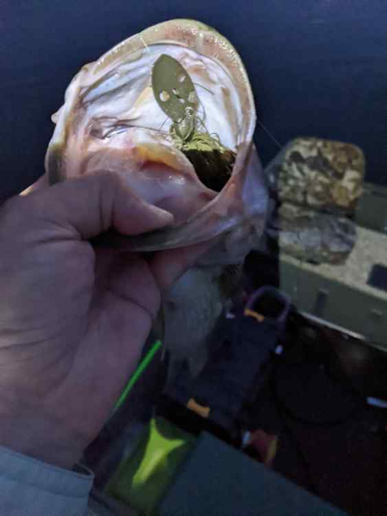 1039107334_thumbnail(95).thumb.jpeg.8ee5c60446854f3853e83de4f9038b69.jpeg