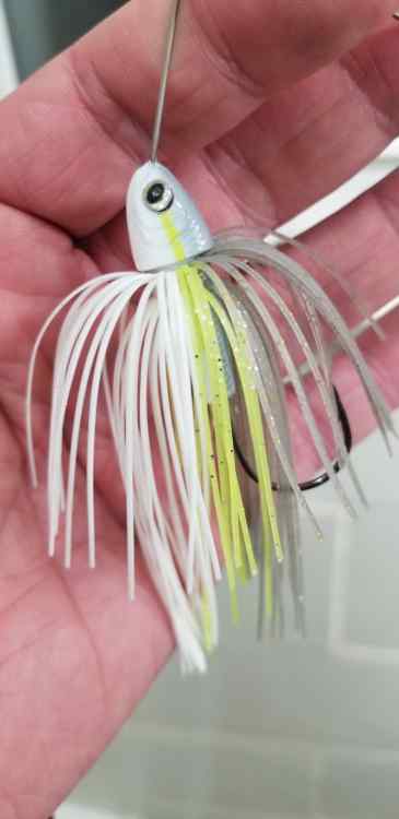 Chart stripe bait.jpg
