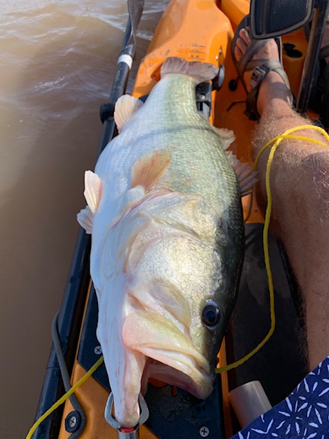 biggestbass2022.jpg.4ffad166cd732c307e843206e284d115.jpg