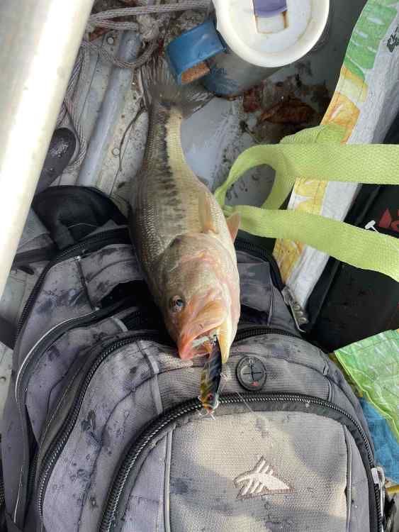 february fish.jpg
