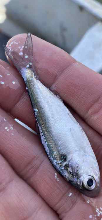 gizzard shad?.jpg