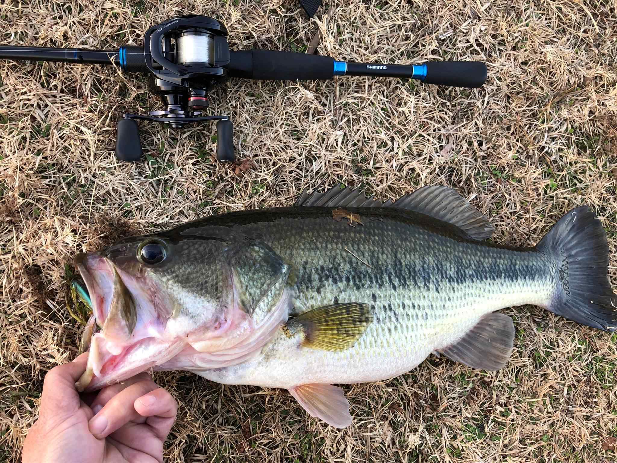 Looking to buy a dedicated jerkbait casting rod to pair with Curado MGL 150  - Fishing Rods, Reels, Line, and Knots - Bass Fishing Forums