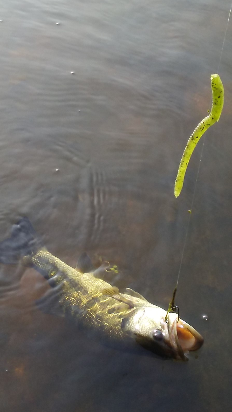 Anyone T-rig a finesse worm ? - Fishing Tackle - Bass Fishing Forums