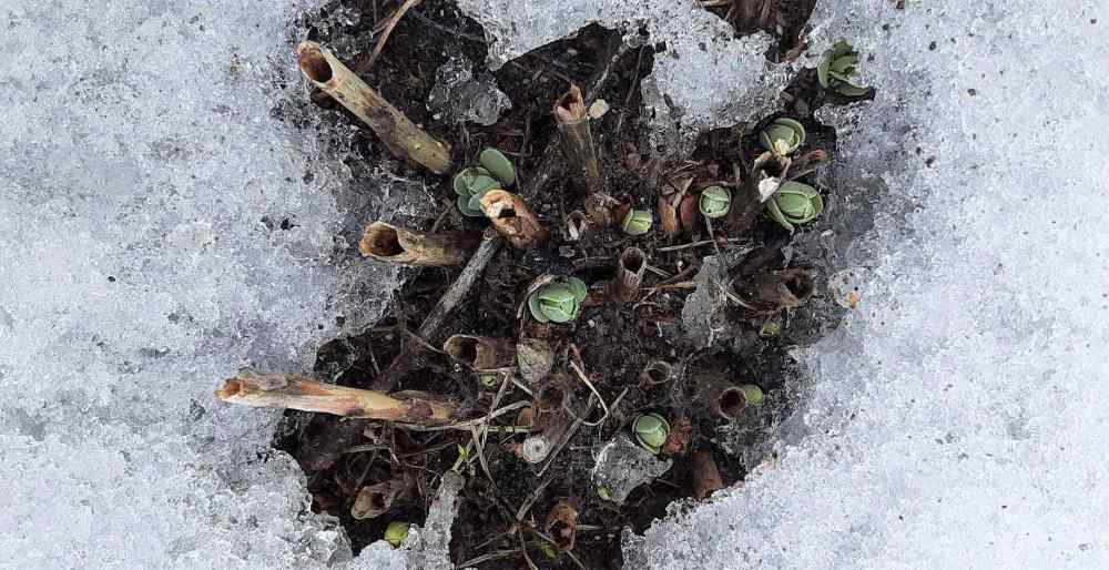 Firstdayofspring2023Sedum.thumb.jpg.d27f412814c3df0325c57d47f738e572.jpg