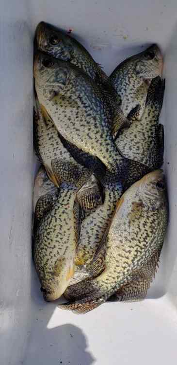 crappie.thumb.jpeg.89ae8956582cf448e64d55f89a77ddf3.jpeg