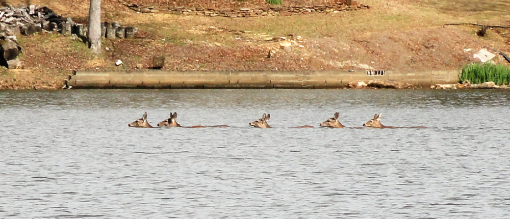 deer swim (2)000.PNG