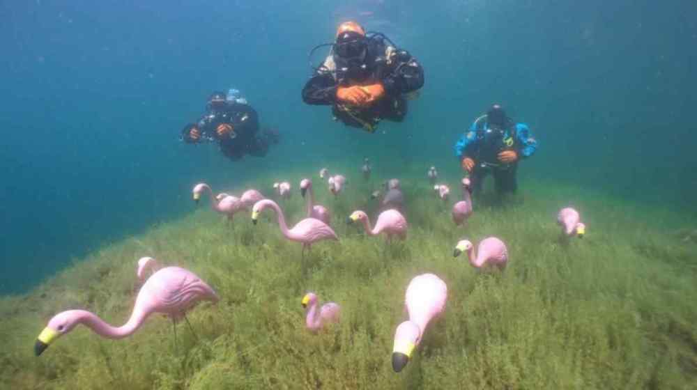 flamingos-underwater-crosby-mine-pit-target-walleye.thumb.jpg.e7444506216a348fcb392f5cc4500644.jpg