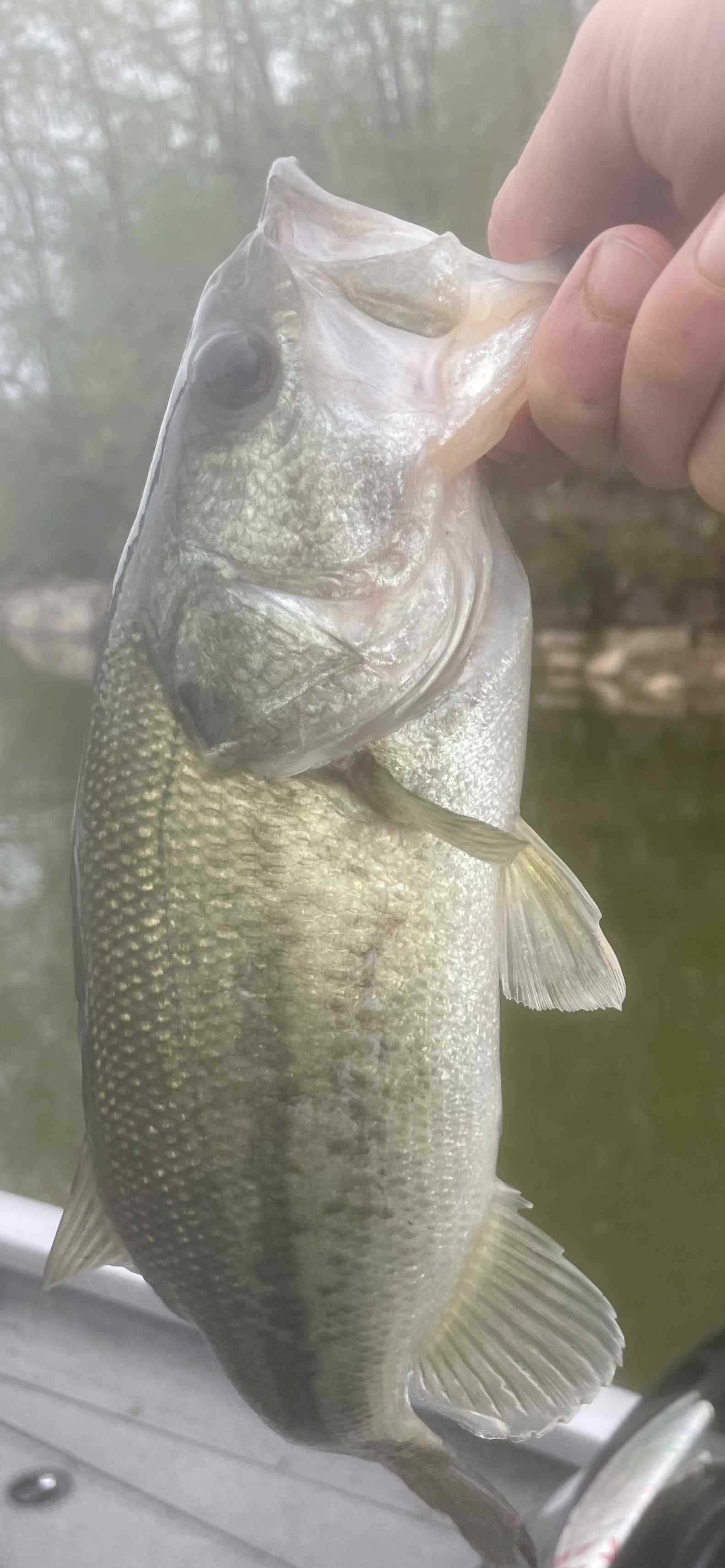 Last weekend I pulled a rod and reel up off the bottom in the marina I fish  a lot. Two minutes ago, I caught my PB largemouth with it. : r/Fishing