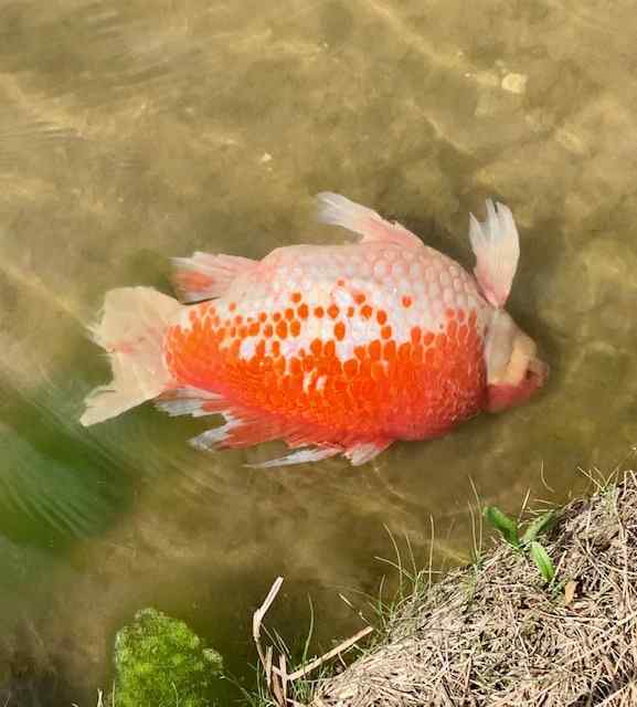 959E07FA-4290-40BA-8A91-0029D20CCEED.jpeg.c3bb0023bafcc35187cf7f71a6ae4dc6.jpeg