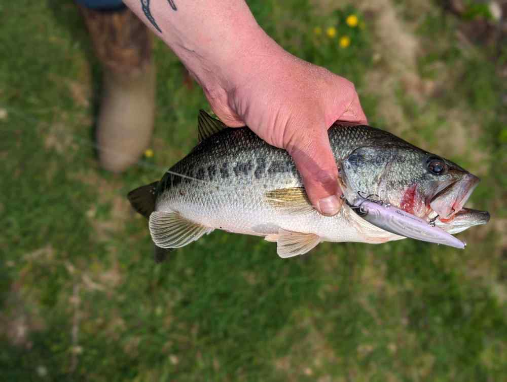 Latest Catch Pics Thread - Page 487 - Fishing Reports - Bass