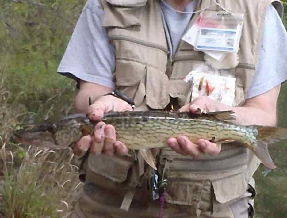 ChainPickerel_NJ.jpg.946457da7c1d4cca0deb95858db2082c.jpg
