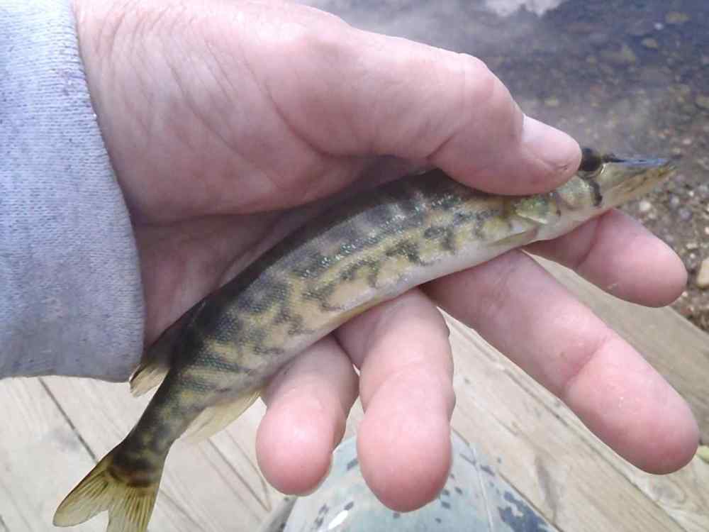 GrassPickerel.thumb.jpg.444d968c00ba171ec91e75daeac49166.jpg