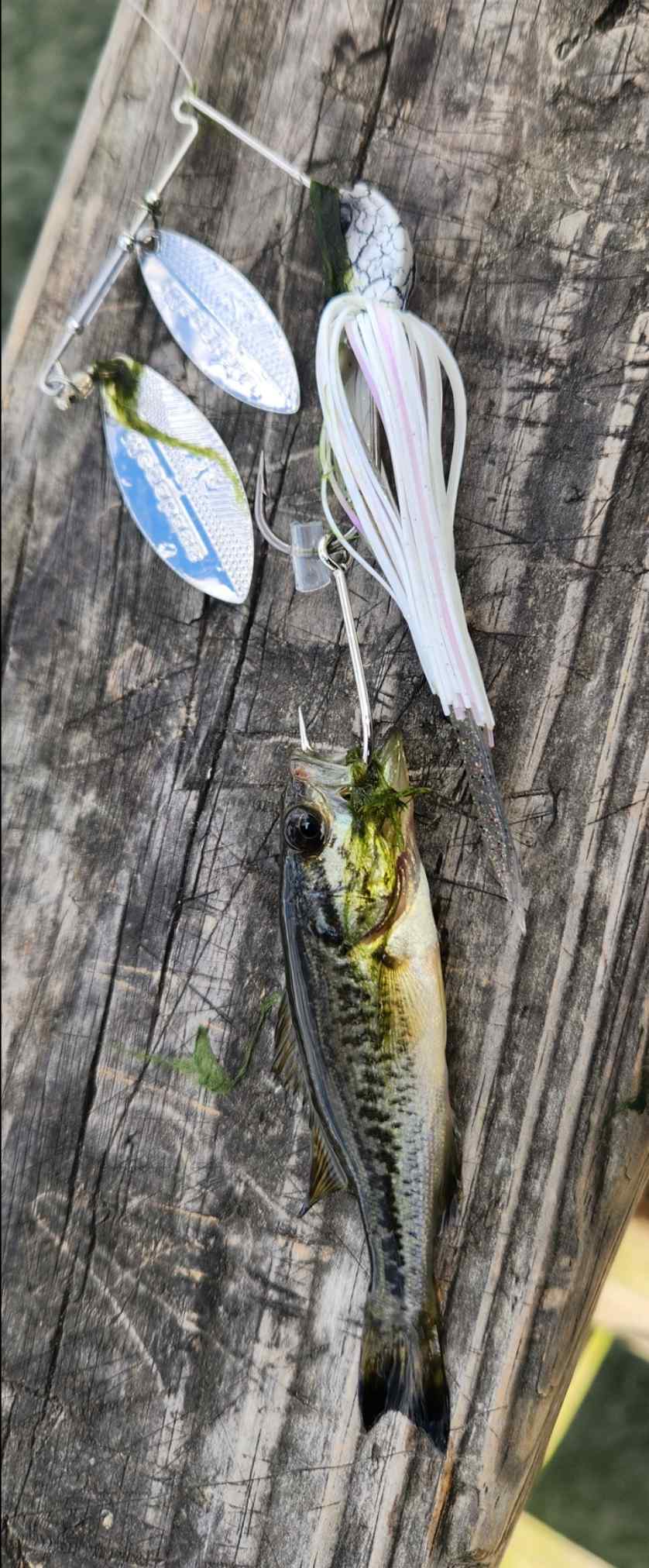 Trailer Hook, Throat Hook, Spinnerbait - Fishing Tackle - Bass Fishing  Forums