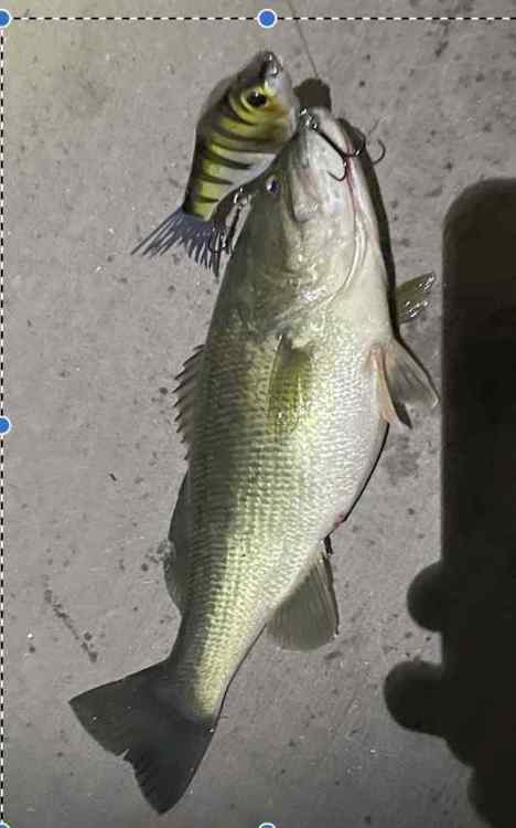 bass 2.jpg