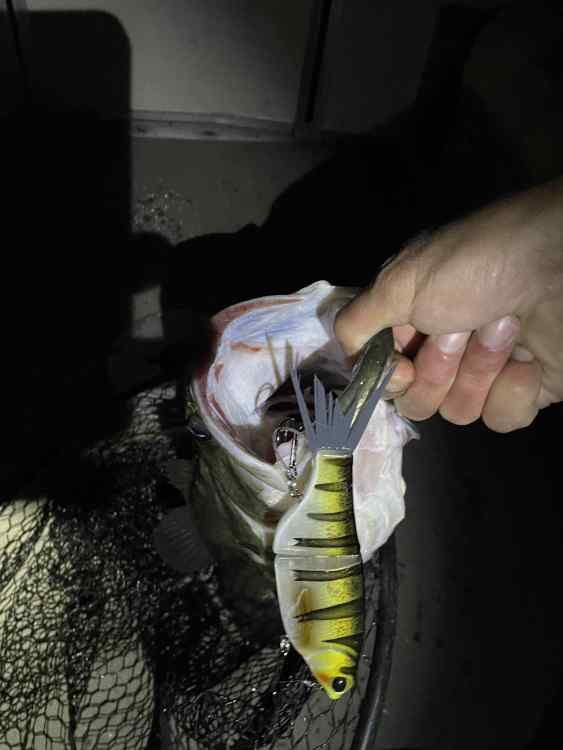 bass5.thumb.jpg.dcfb712250040d61b6dc6d959d712e37.jpg