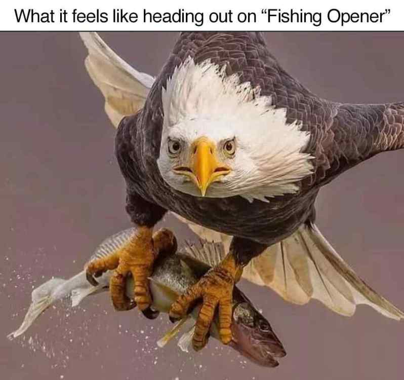 meme-fishing-opener-twin-cities-walleyes-unlimited.thumb.jpg.38cb025aff131735a8a0ed0f97f6fe47.jpg