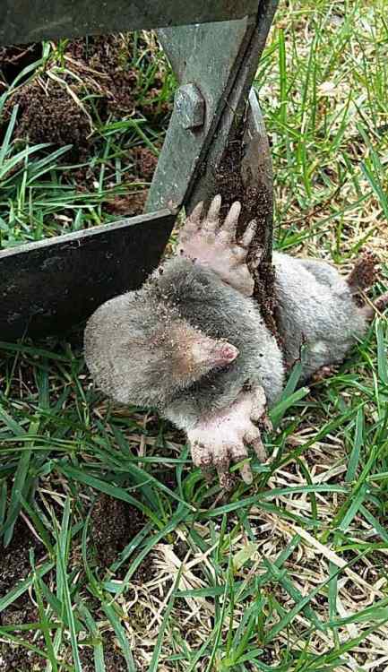 molekiller2.thumb.jpg.ccaea699c981c8c88f02c18b8846e8f7.jpg