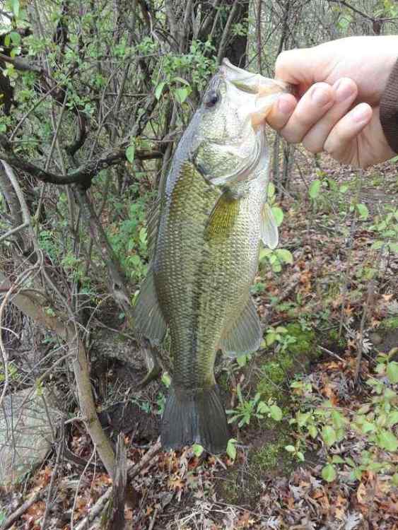 opener2.jpg