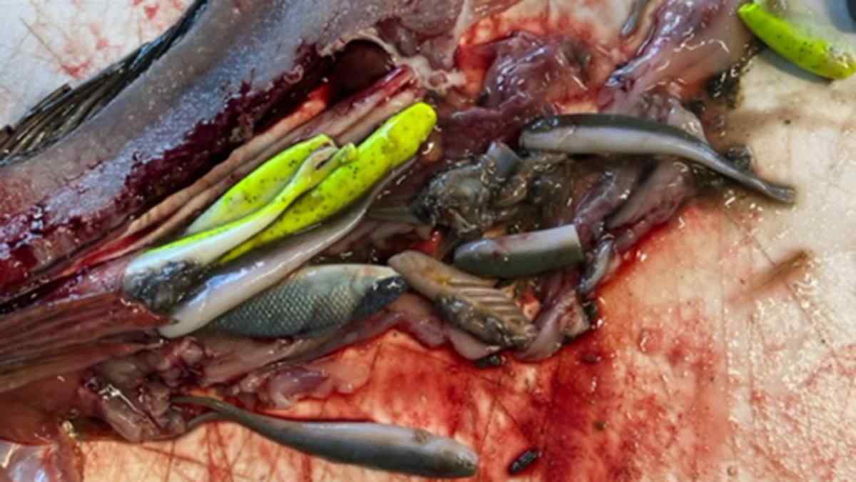 Differance between Gulp Live and plastic baits, includes whats inside  fishes stomach pic - Fishing Tackle - Bass Fishing Forums