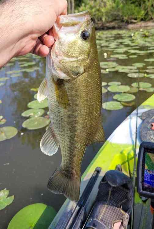 Bass230605.thumb.jpg.0bdbb42186246f63e14a8fe961ae2cfd.jpg