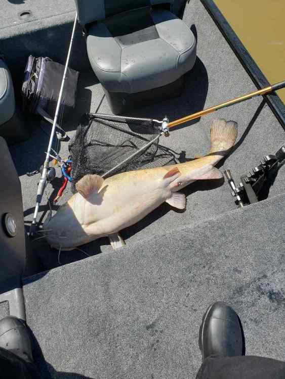 Catfish2.jpg