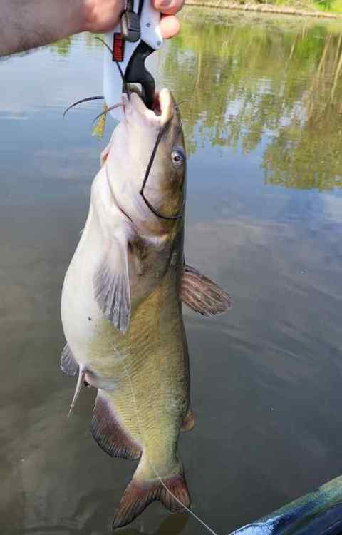 Catfish230605.thumb.jpg.25b906d60efe531a2530a6ee2c177b1b.jpg