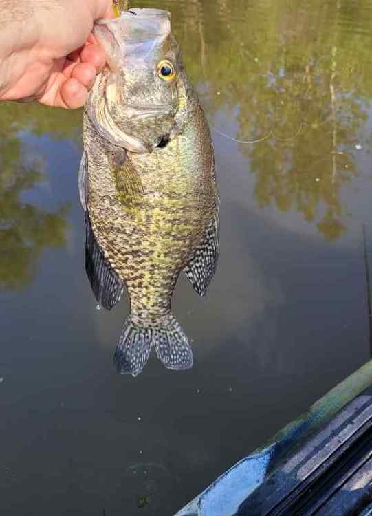 Crappie230605.thumb.jpg.7e541efb4967c41e3d4dc932229f228e.jpg