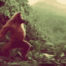 IMG_0195.gif.7a823321595036de524a7ffb5d74fd44.gif