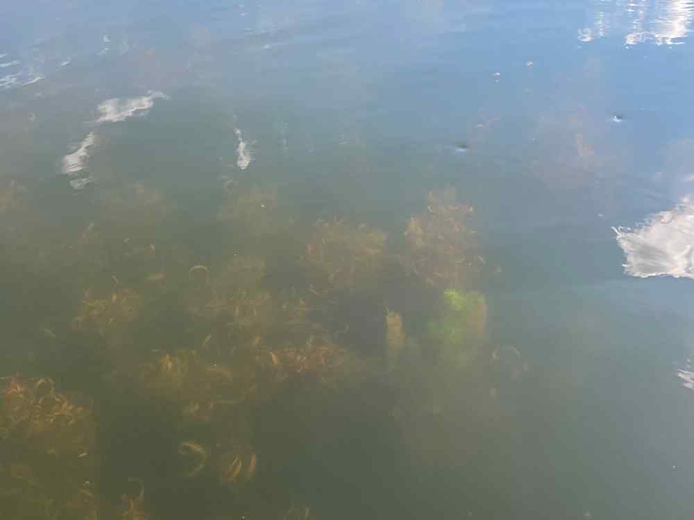 IMG_0217.jpeg.380c86851dd62eb7ddec782d87c9b115.jpeg