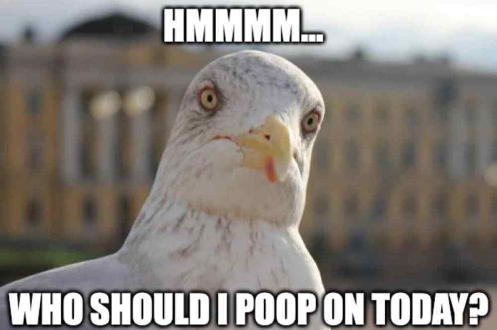 black-spots-in-fish-seagull-meme.thumb.jpg.2374c9c407a6834e744409d8d46e3a52.jpg