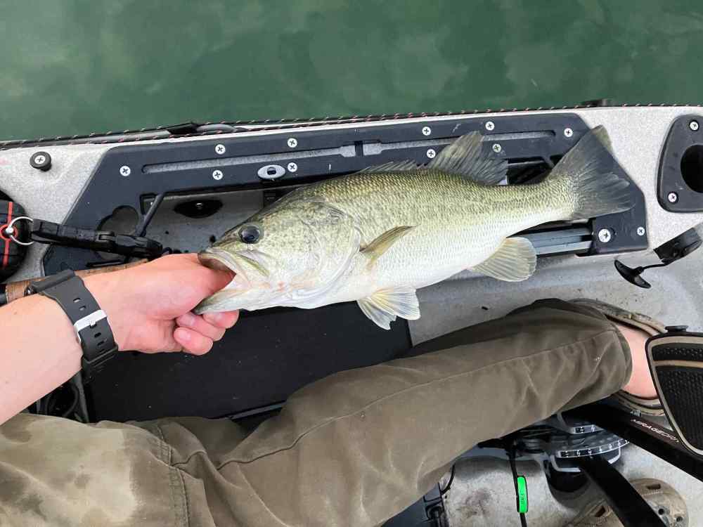 fish 1.jpg