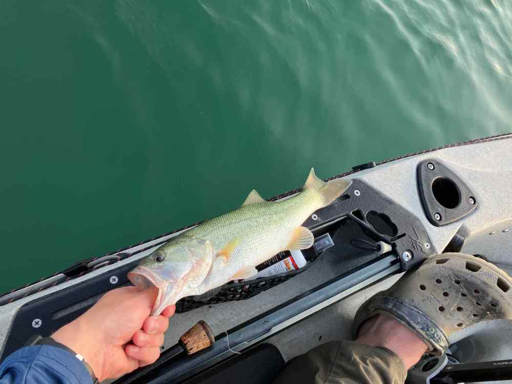 fish 2.jpg