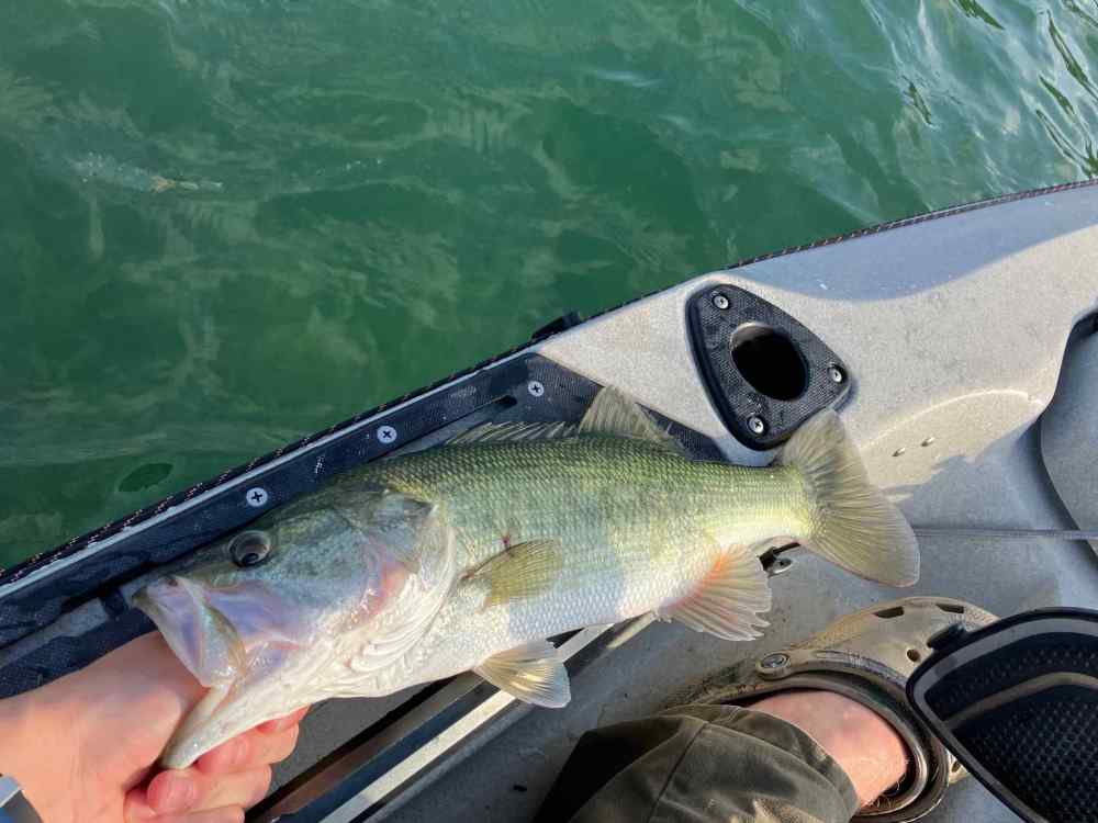 fish 3.jpg