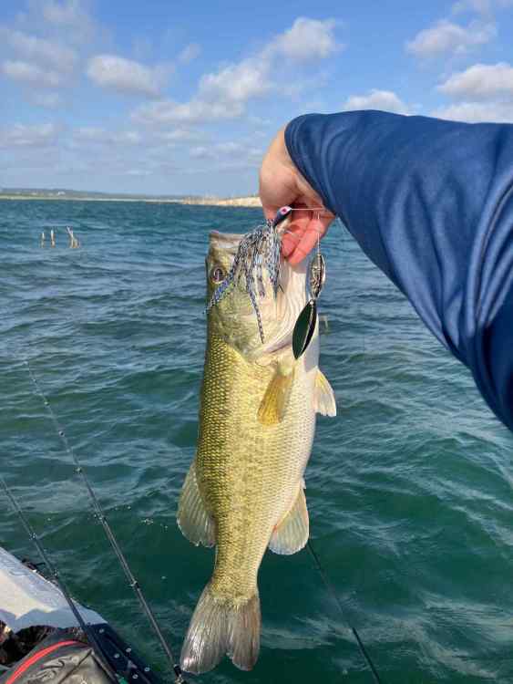 fish 4.jpg