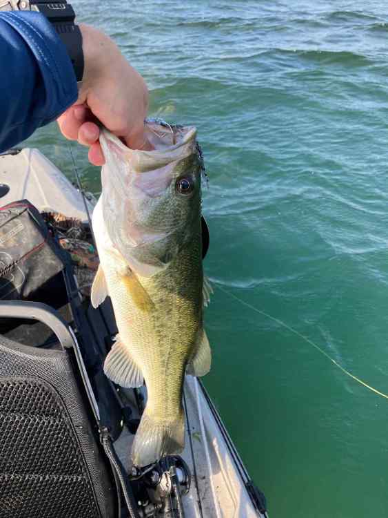 fish 5.jpg