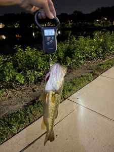 IMG_4675.jpeg