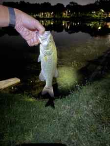 IMG_4729.JPEG