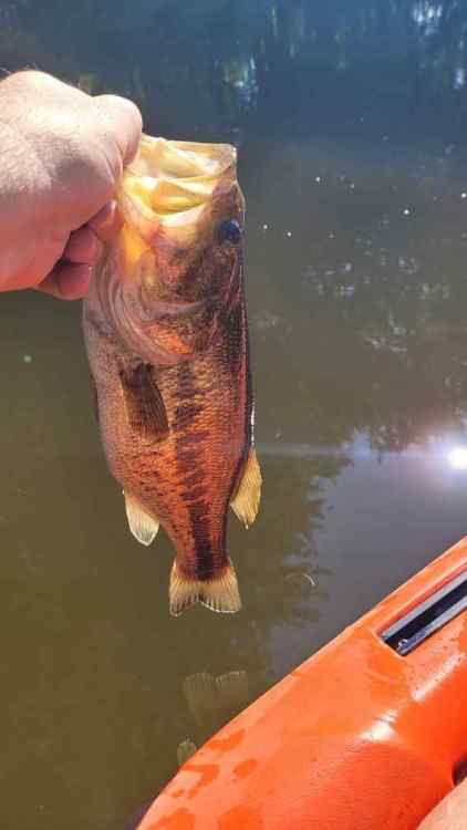 20230730_100609.thumb.jpg.6b4b6b32bb3b742b43ea24224ba614fd.jpg