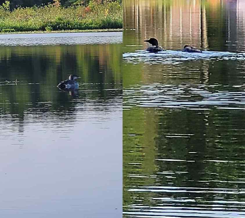 2023loons.thumb.jpg.ede3d6c95e3965a7f1264bea29e28413.jpg
