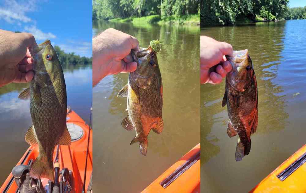 230730_3smallies.thumb.jpg.0df6e63b409448a4a244a6afd0669414.jpg
