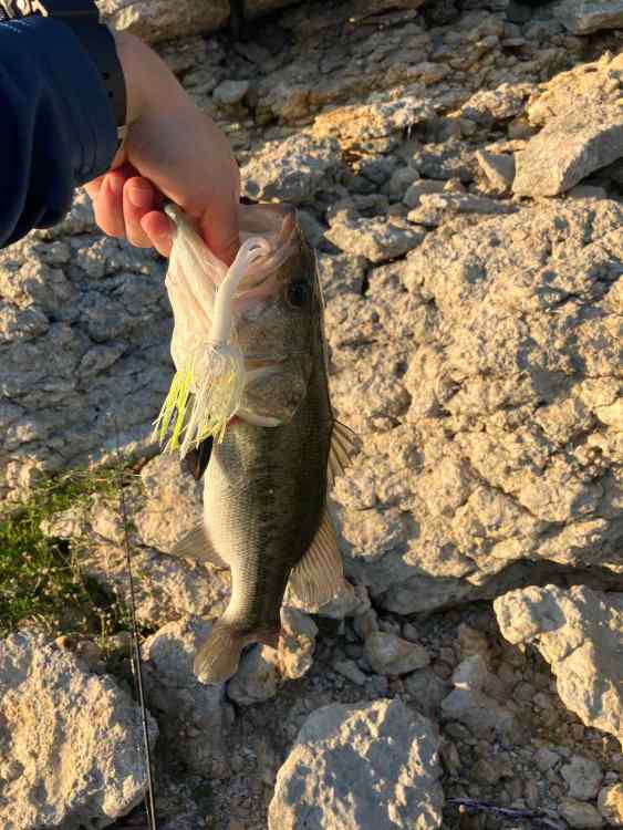 Fish 1.jpg
