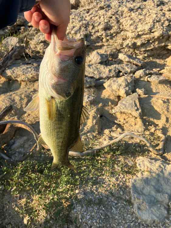 Fish 2.jpg
