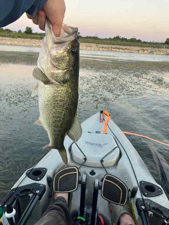 Fish 3.jpg